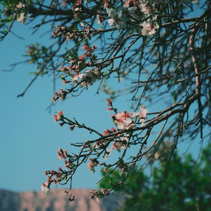 National parks landscape